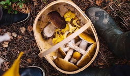 采蘑菇视频大全,跟随采蘑菇视频大全，解锁菌菇采摘奥秘